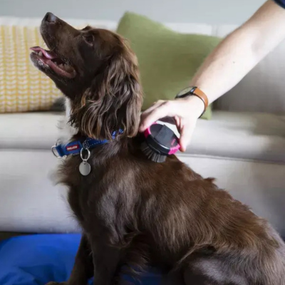 a brown cocker spaniel being groomed with a brush