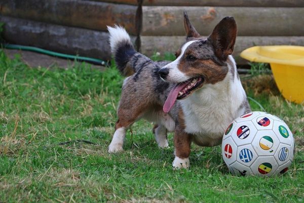 corgi with a football
