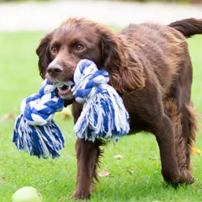 cocker spaniel with a blue rope toy in its mouth
