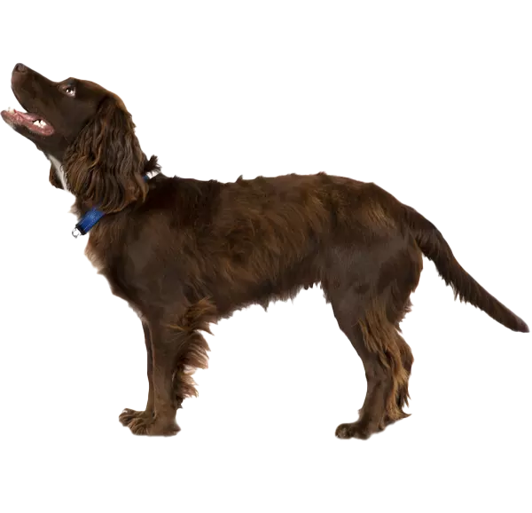 cocker spaniel