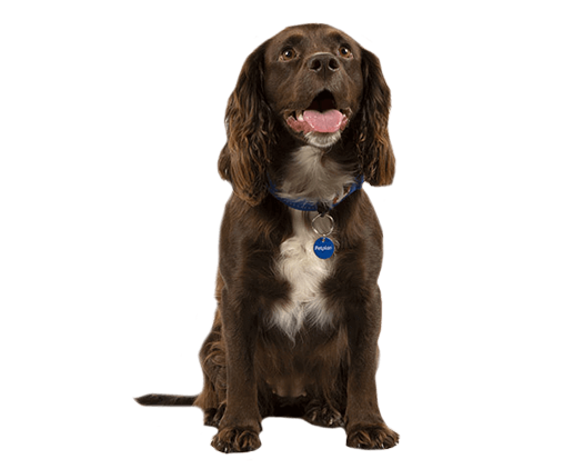 cocker spaniel