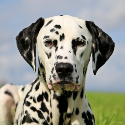 Dalmatian: Temperament, Lifespan, Grooming, Training | Petplan