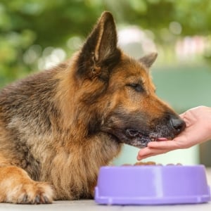 german shepherd eating from a hand with a dog bowl below