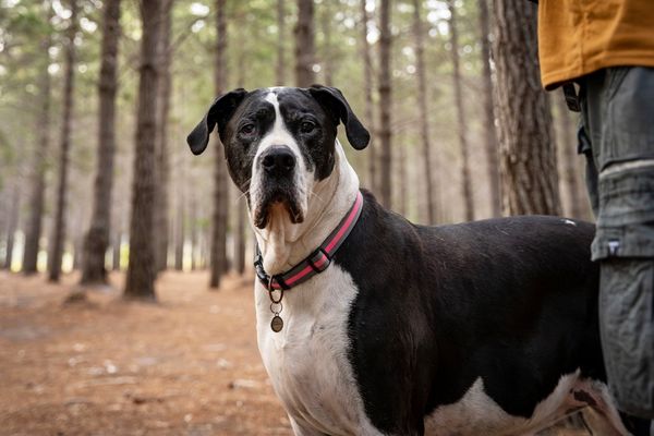great dane in the woods