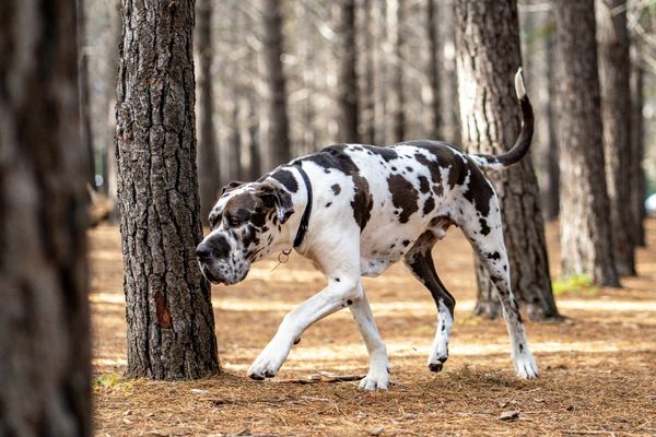 great dane in the woods