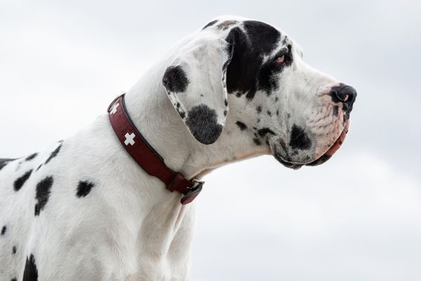 great dane 