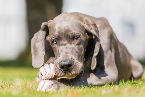 great dane playing with the bone