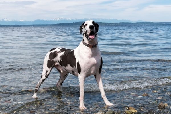 great dane on the beach