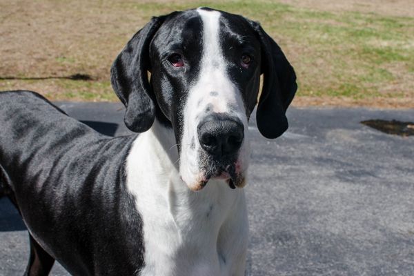 great dane closeup