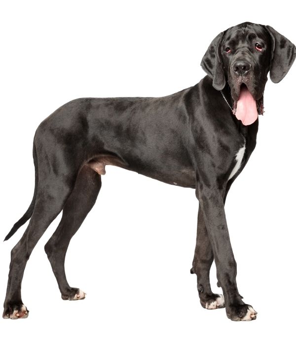 Great Dane