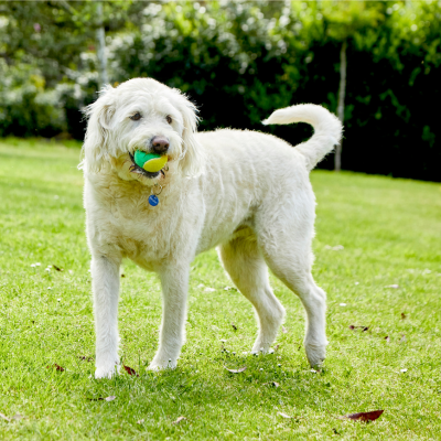 Dog Advice for Labradoodles | Petplan
