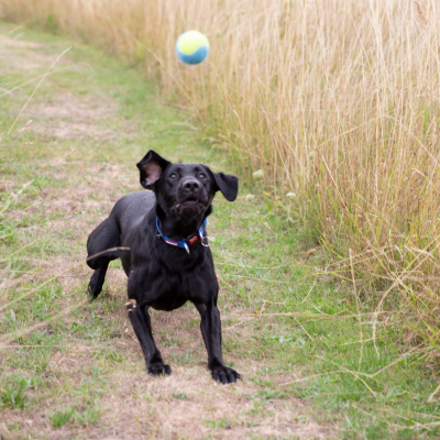 Dog Advice for Labrador | Petplan