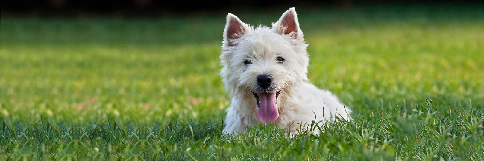 A happy white Westie dog lies in green grass with its tongue out.