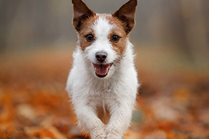 A brown & white dog running through autumn leaves.