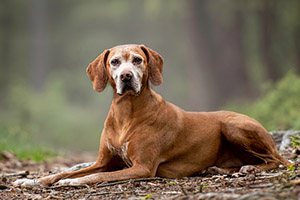 A brown dog with a white muzzle lying down on a dirt path, looking at the camera.