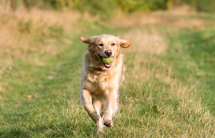 Dog running on grass with a ball