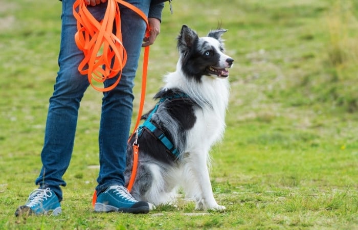 border collie on an orange lead