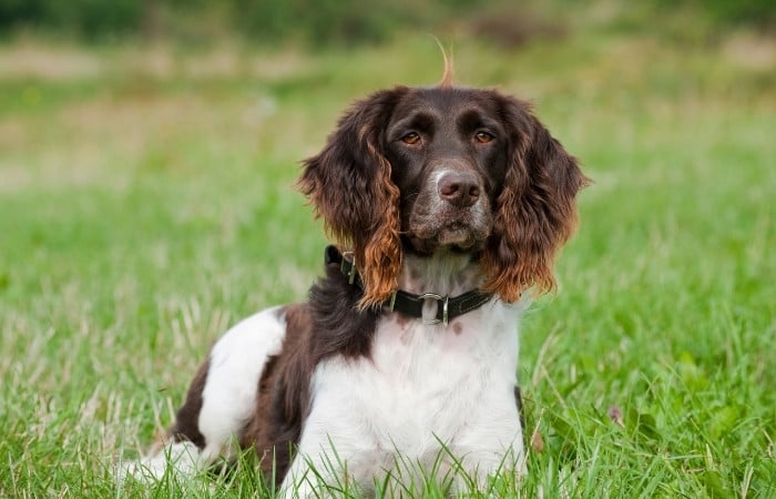 brown and white english springer spaniel in grass