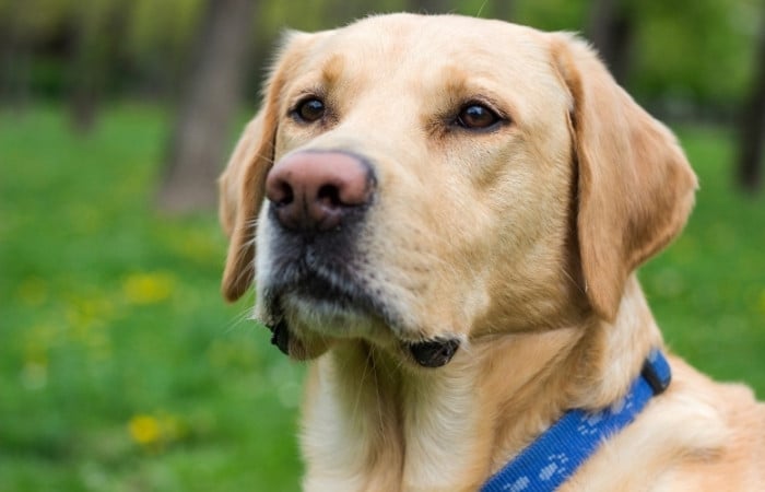 gold labrador retriever with a blue collar