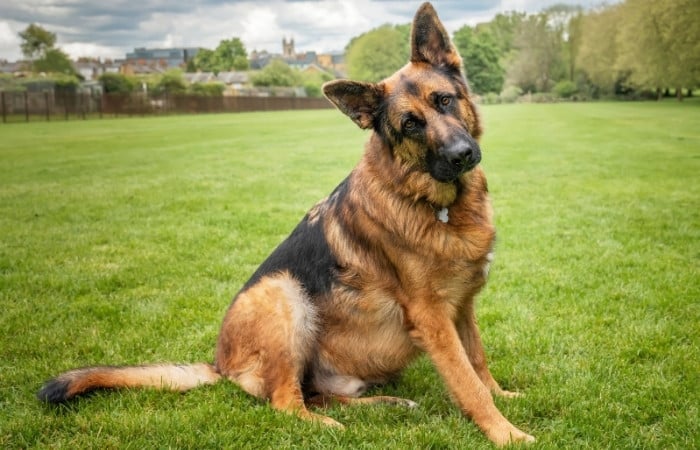 german shepherd sitting on grass