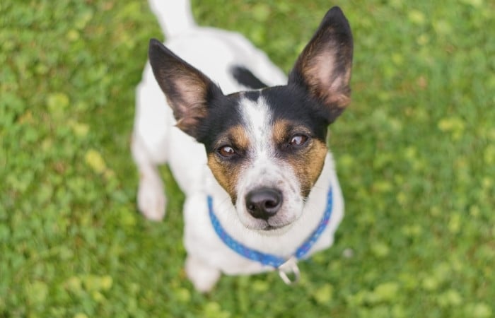 jack russell terrier with a blue collar