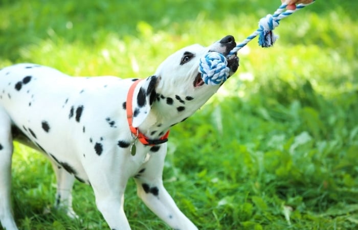 dalmatian playing tug of war