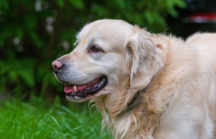 older golden retriever
