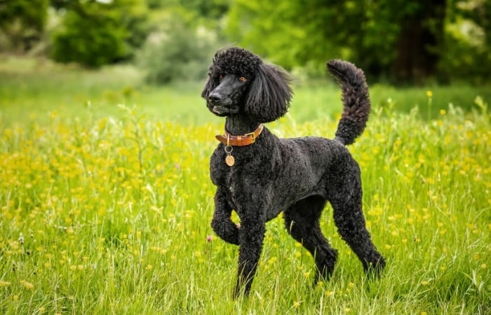 black poodle with a red collar in a field