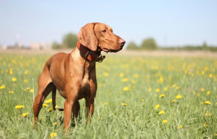 brown hungarian vizla in a spring field