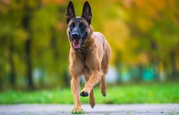 belgian malinois running through a park