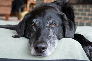 A black dog with a gray muzzle and brown eyes lies on a light green dog bed.