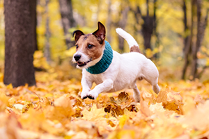 A brown and white terrier wearing a teal knitted collar runs through a pile of autumn leaves.