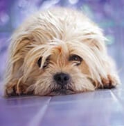 A small, fluffy brown dog with sad eyes lies on a purple surface.