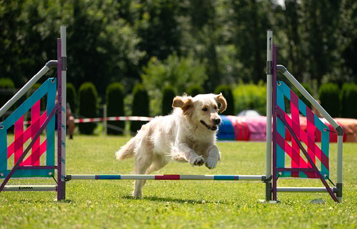 dog doing agility course