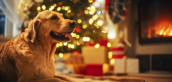 Dog with a christmas tree in the background