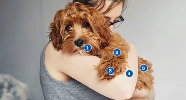 A person cuddling a fluffy, light brown cockapoo dog with icons of 1 to 5 on it.