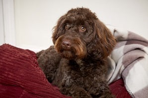 A fluffy brown cockapoo dog lying on a dog bed.