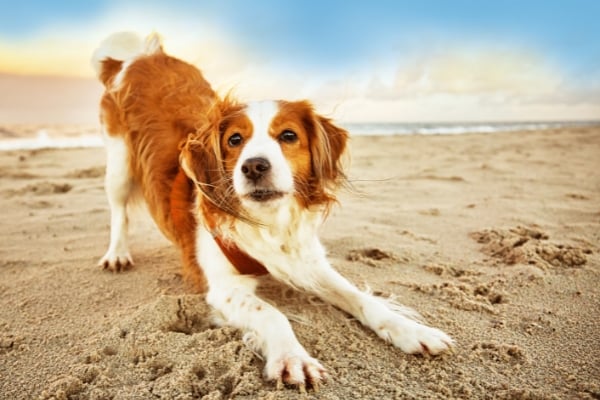 dog on a beach