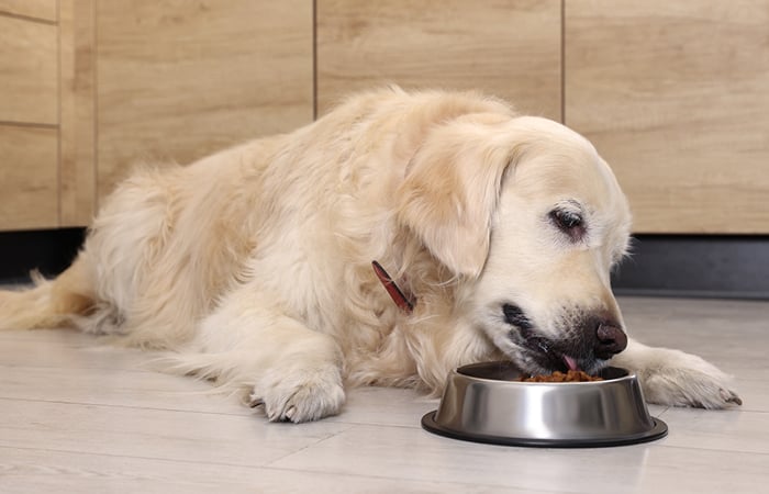 golden retriever lying on the floor eating food from a silver pet food bowl