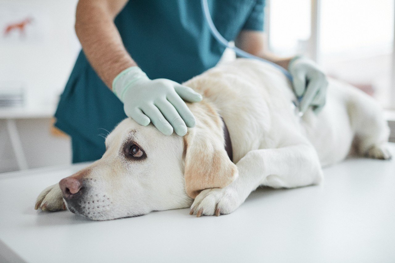 a dog being examined by the vet