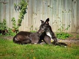 A black and white greyhound lying in green grass in front of a wooden fence.