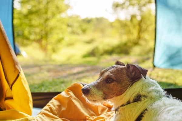 a jack russell in a tent