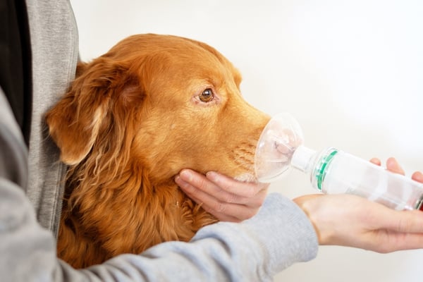 dog receiving asthma treatment