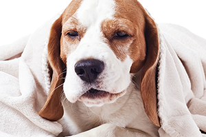 ill beagle wrapped in blanket