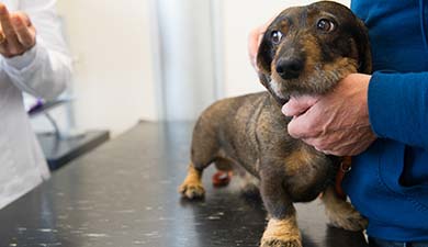 A dachshund looking sad whilst at the vet.