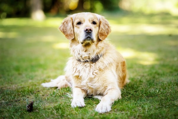 older golden retriever