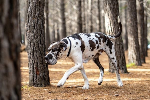 Great dane running in the woods 