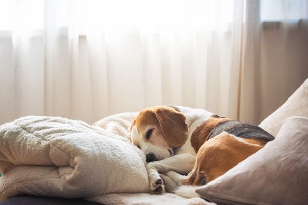 Beagle sleeping on a blanket 