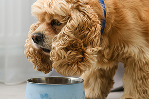 A fluffy golden dog with a blue collar looks down at a light blue food bowl.