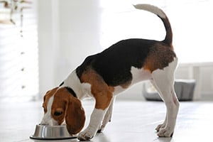 A brown and white beagle stands inside and eats from a silver metal food bowl.